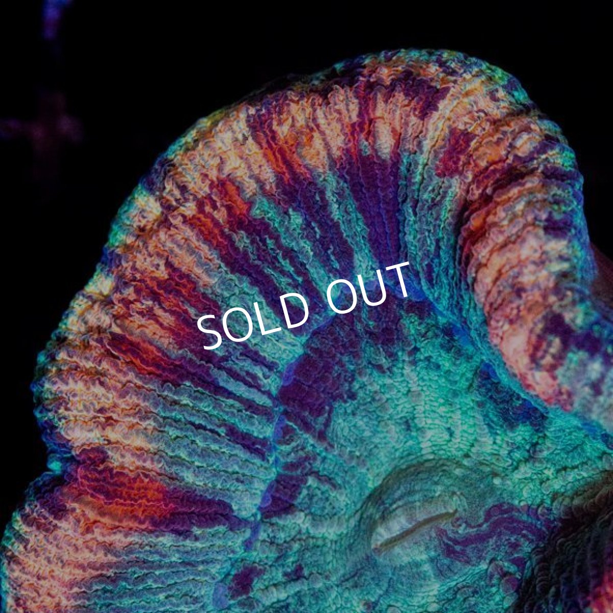 画像2: CDU　オオバナサンゴ　No.2 (2)