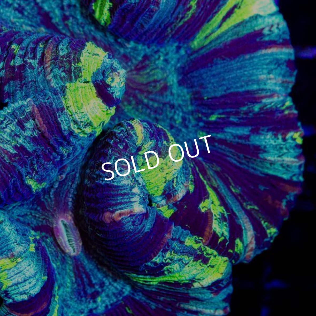 画像2: CDU　オオバナサンゴ　No.1 (2)