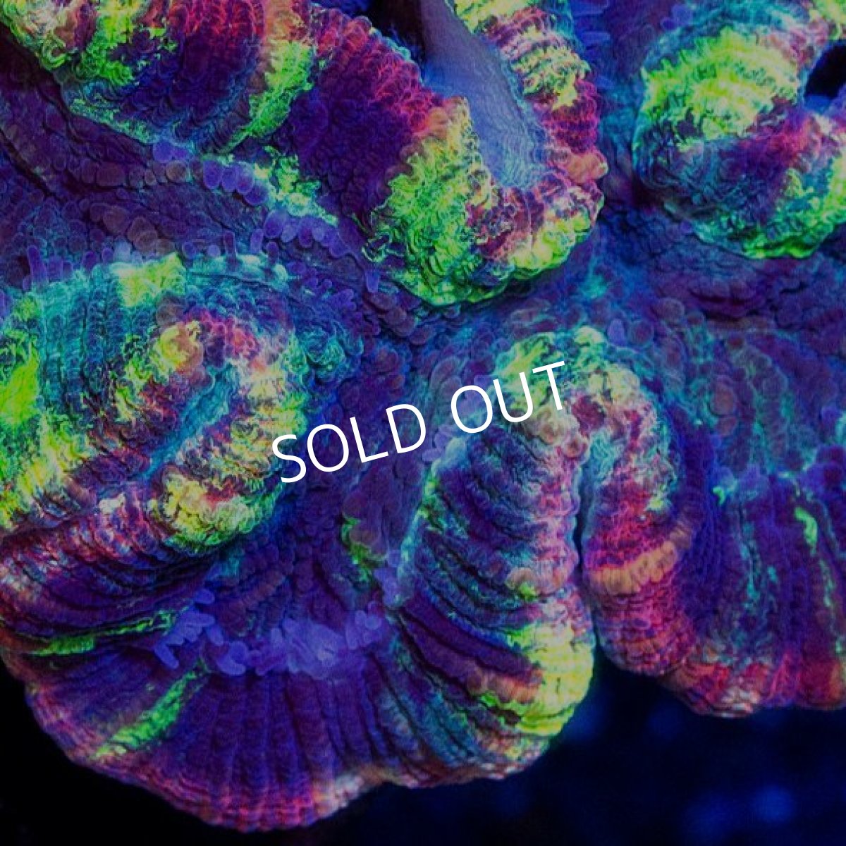 画像2: CDU　オオバナサンゴ　No.4 (2)