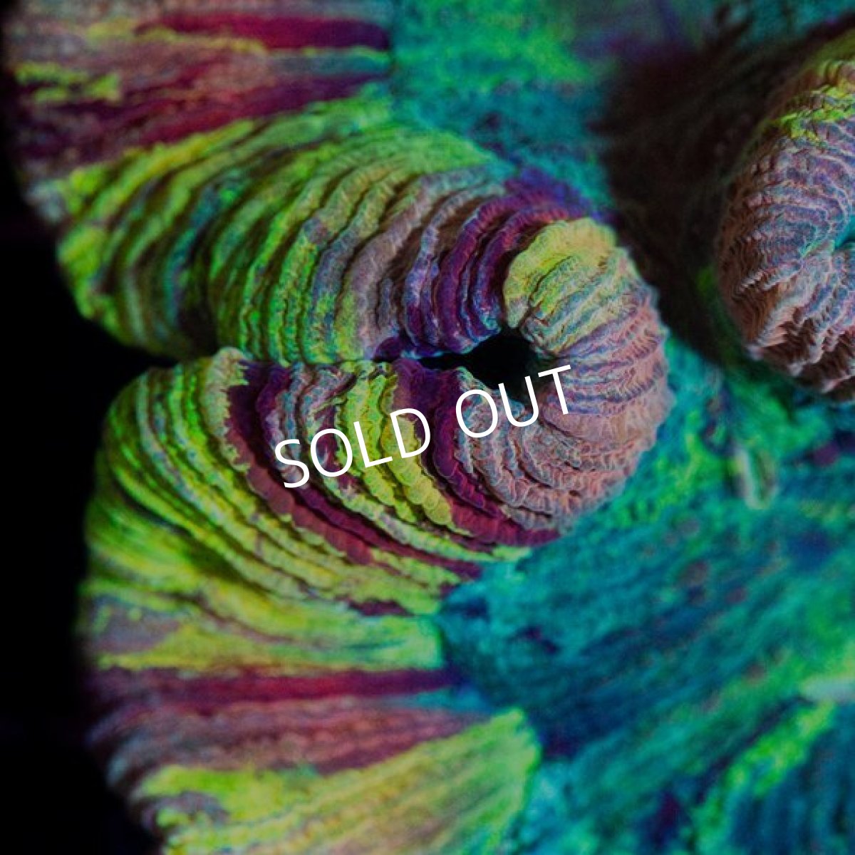 画像2: CDU オオバナサンゴ No.5 (2)