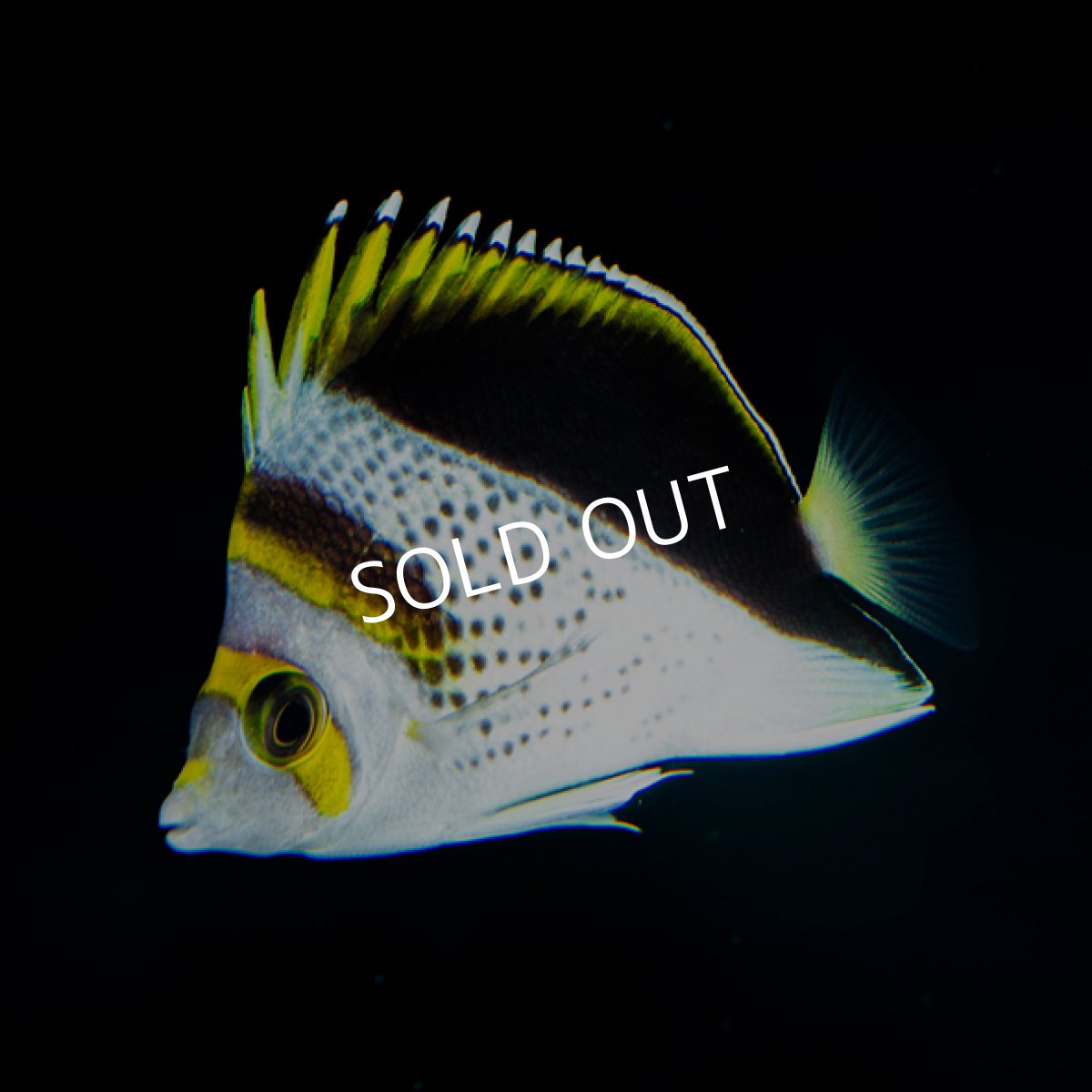 画像2: マーシャルティンカーズバタフライ (2)