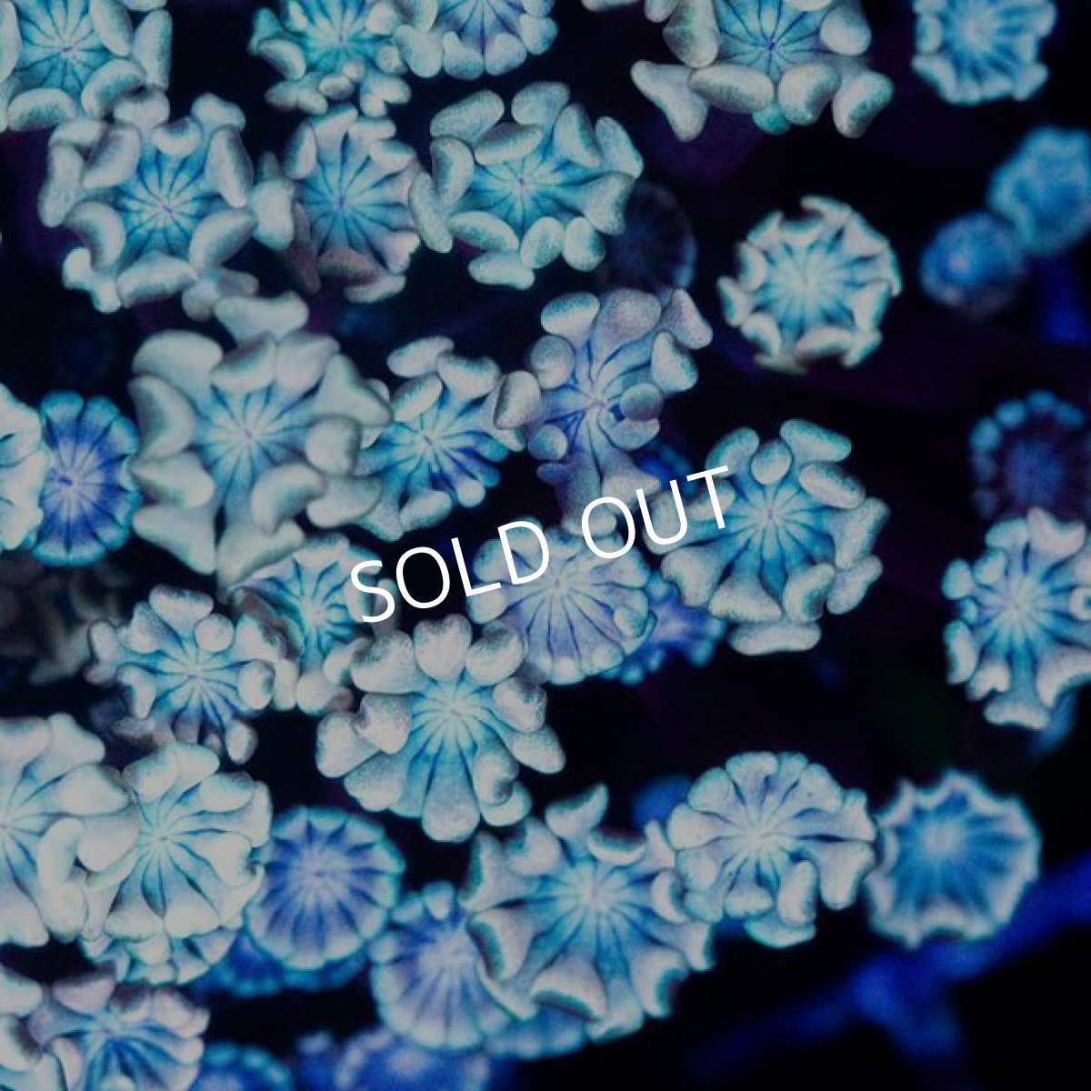 画像2: CDU　アワサンゴ　No.7 (2)