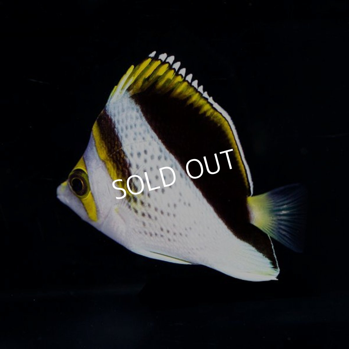 画像3: マーシャルティンカーズバタフライ (3)