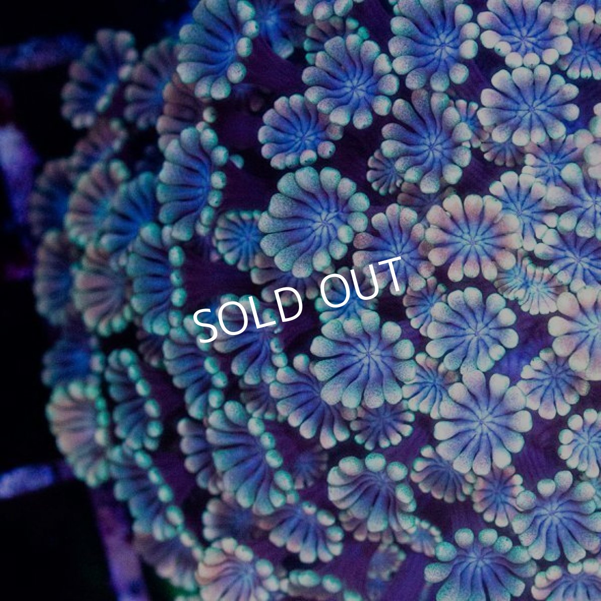 画像2: CDU　アワサンゴ　No.6 (2)