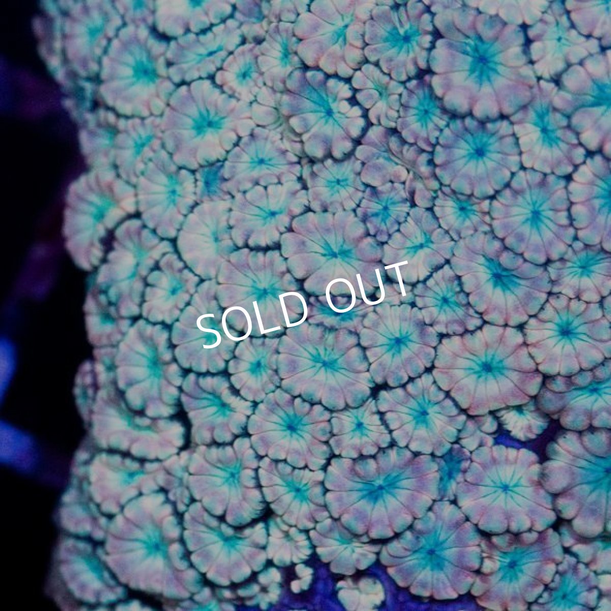 画像2: CDU アワサンゴ No.5 (2)