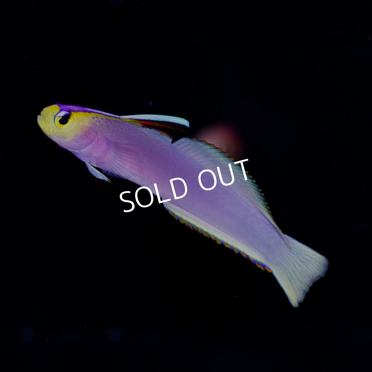 画像2: パープルファイヤーゴビー　No.1 (2)