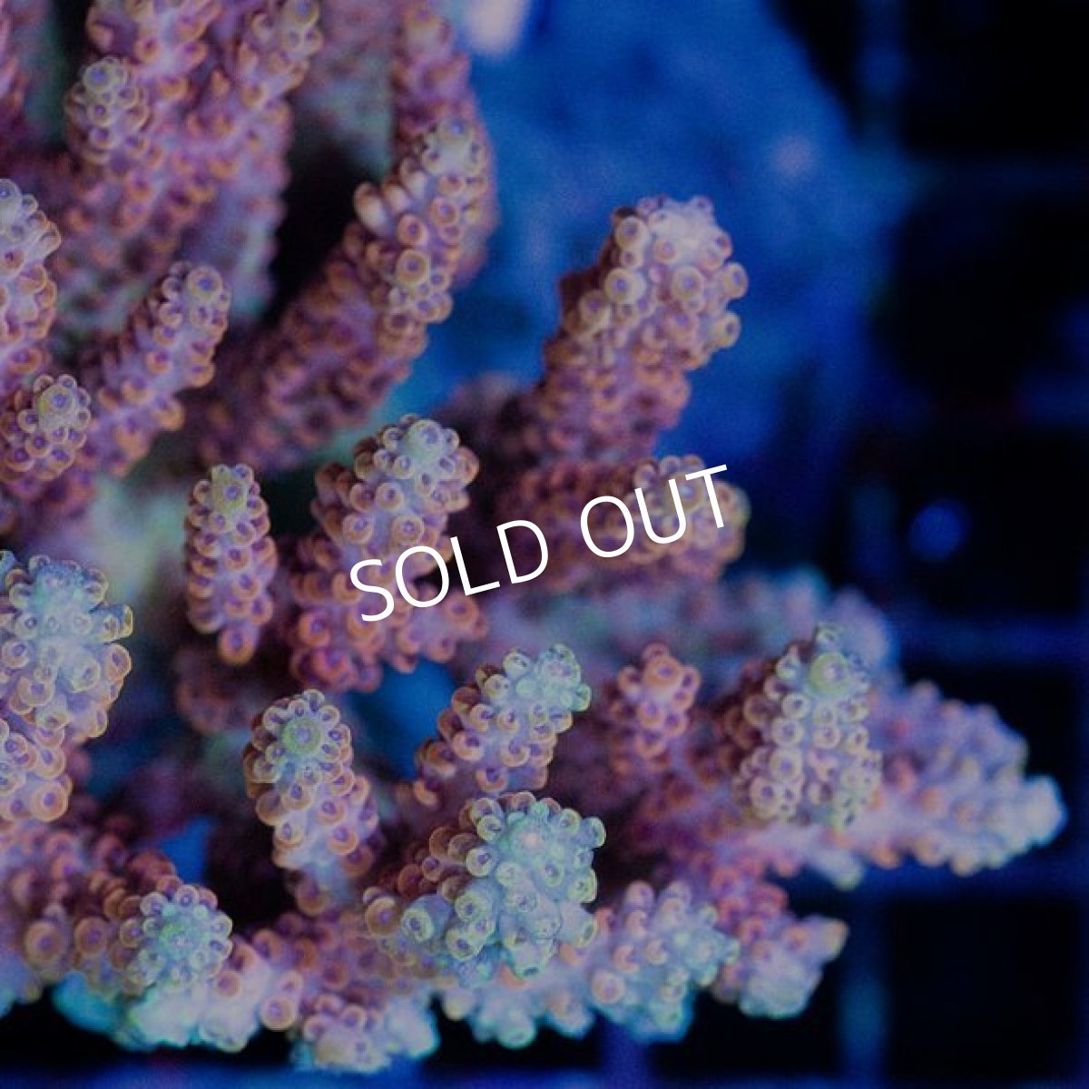 画像2: ミドリイシ インドネシア No.7 (2)