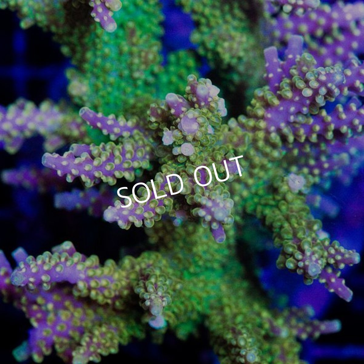 画像3: ミドリイシ インドネシア No.6 (3)