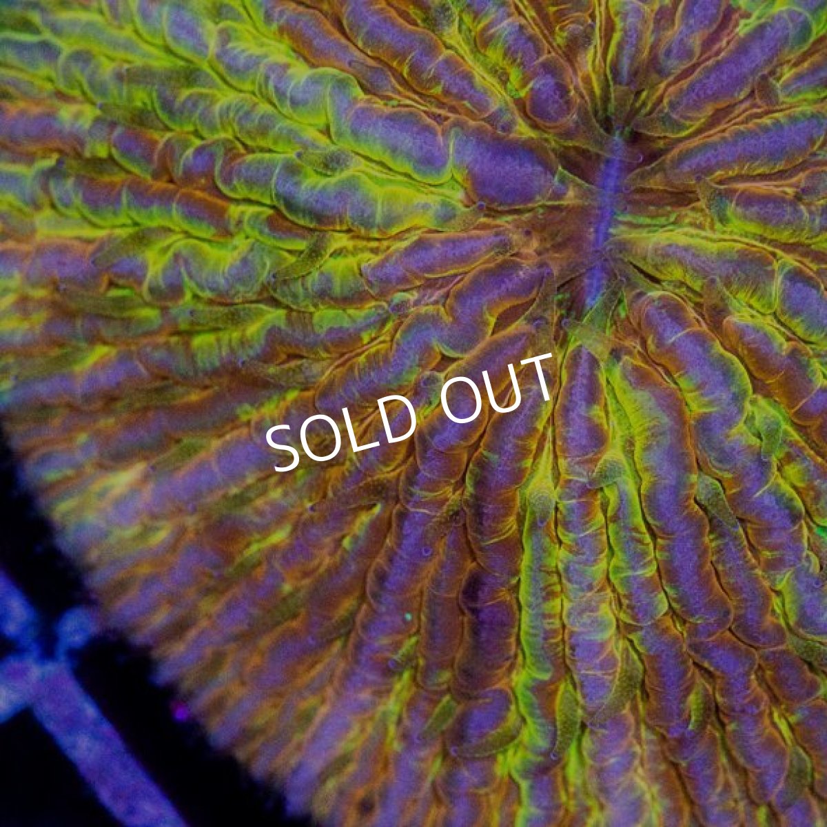 画像2: クサビライシ　プレミアム　インドネシア (2)