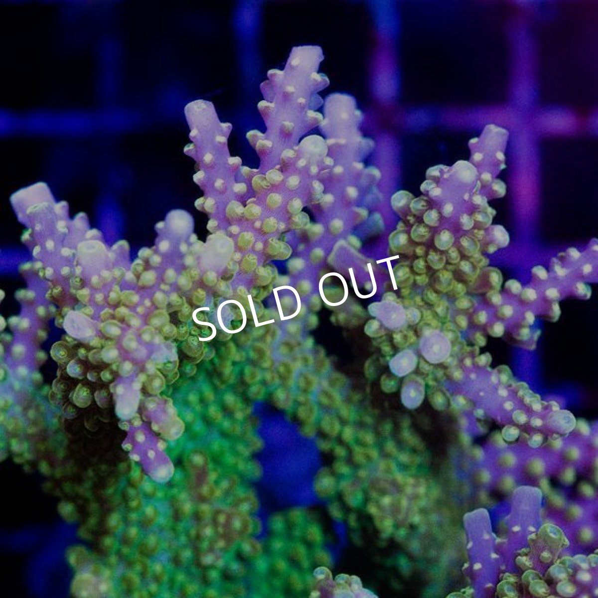 画像2: ミドリイシ インドネシア No.6 (2)