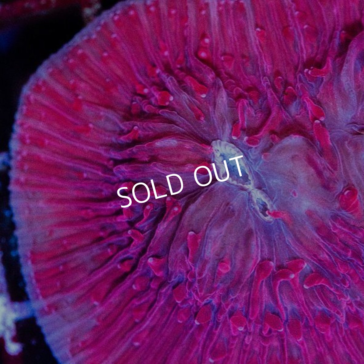 画像2: クサビライシ　レッド　インドネシア (2)