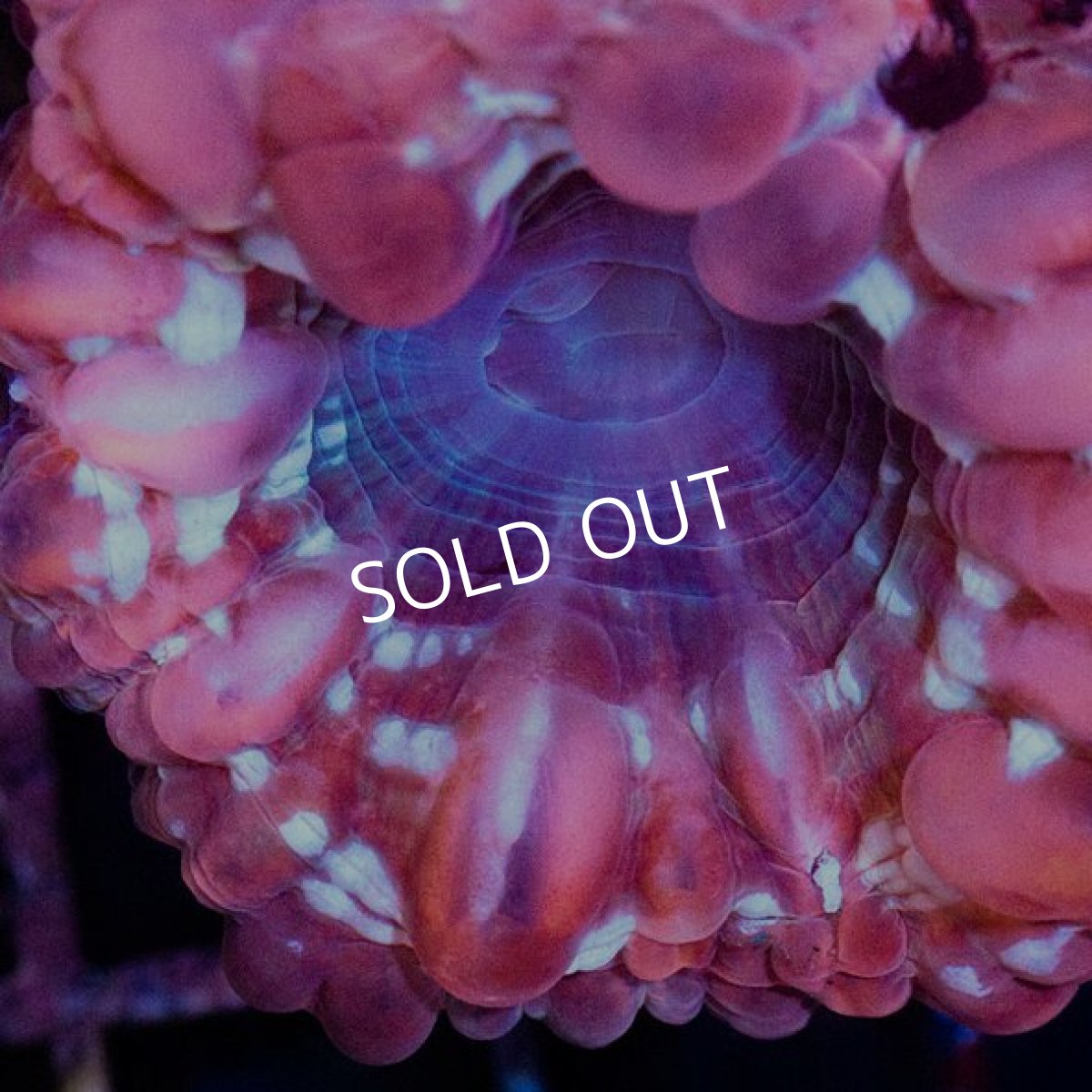 画像2: コハナガタ レッド インドネシア (2)