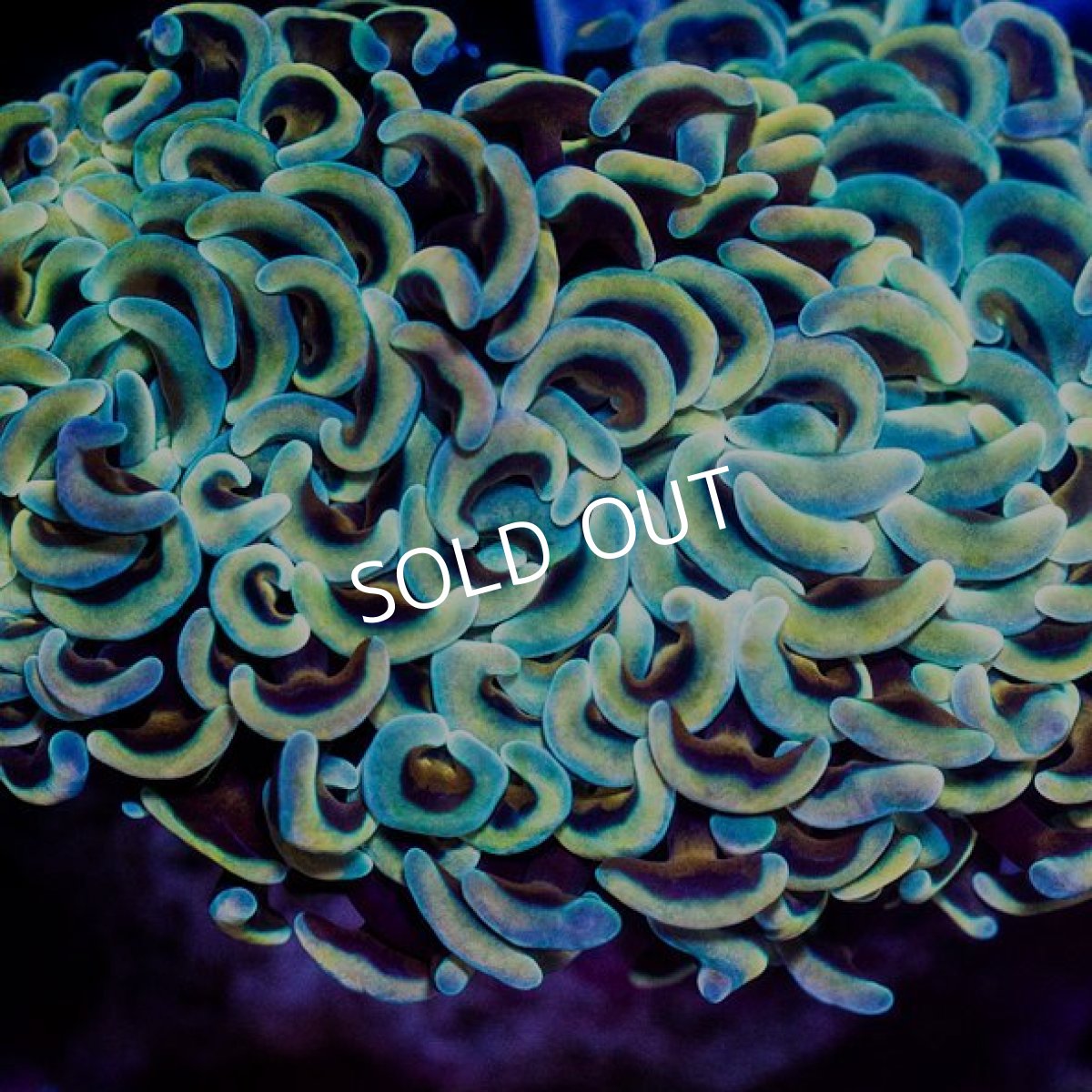 画像2: ナガレハナ　イエロー　インドネシア　No.3 (2)