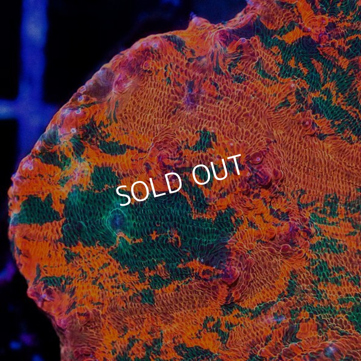 画像2: キッカサンゴ プレミアム インドネシア (2)