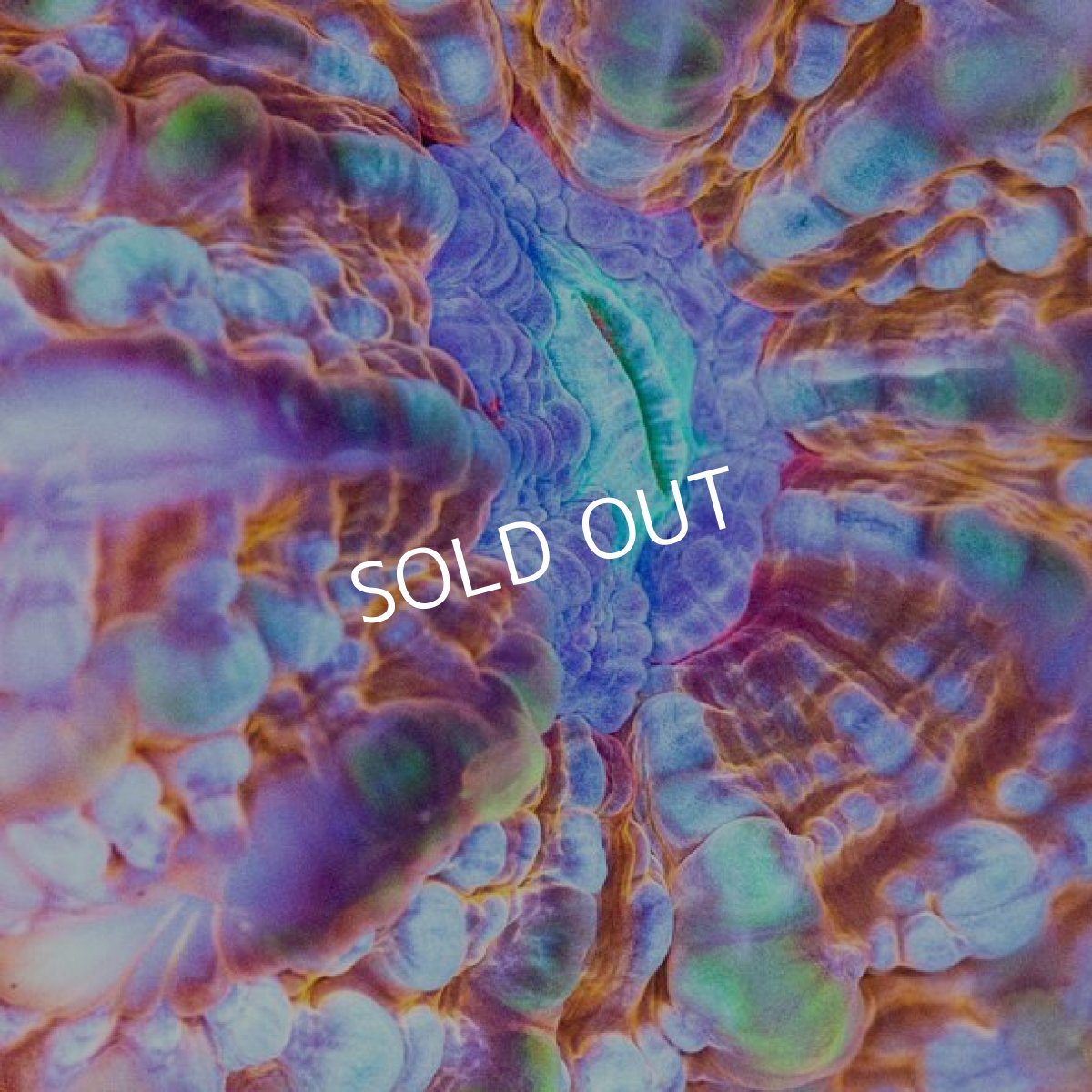 画像2: コハナガタ プレミアム インドネシア (2)