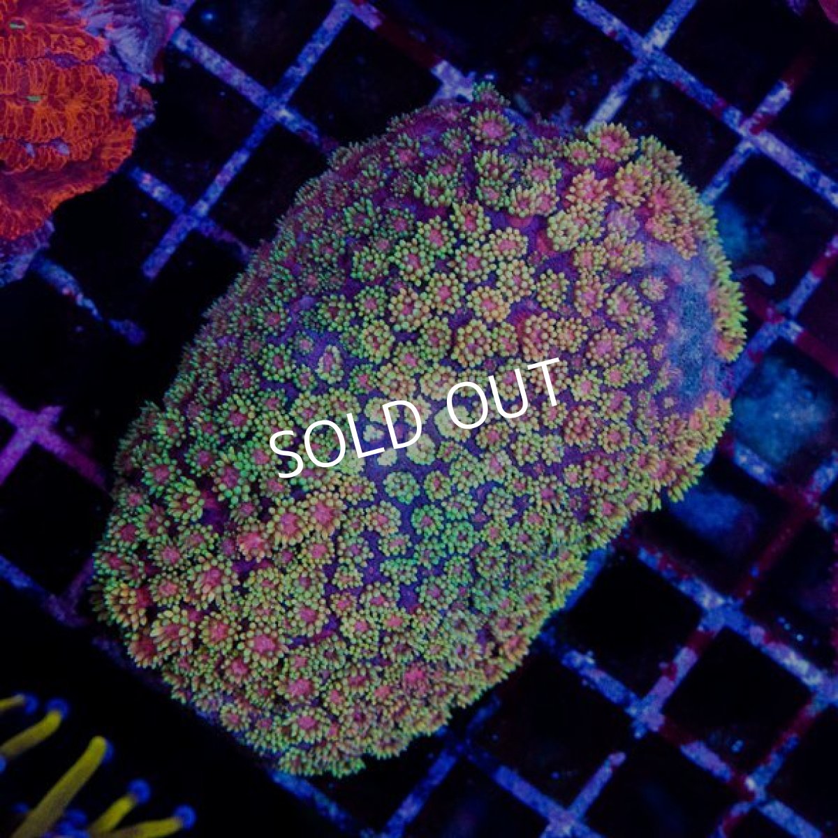 画像2: ハナガサ プレミアム インドネシア (2)