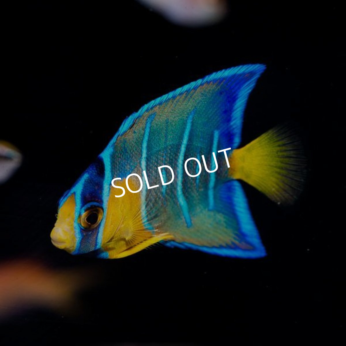 画像2: クイーンエンゼル　SM　No.1 (2)