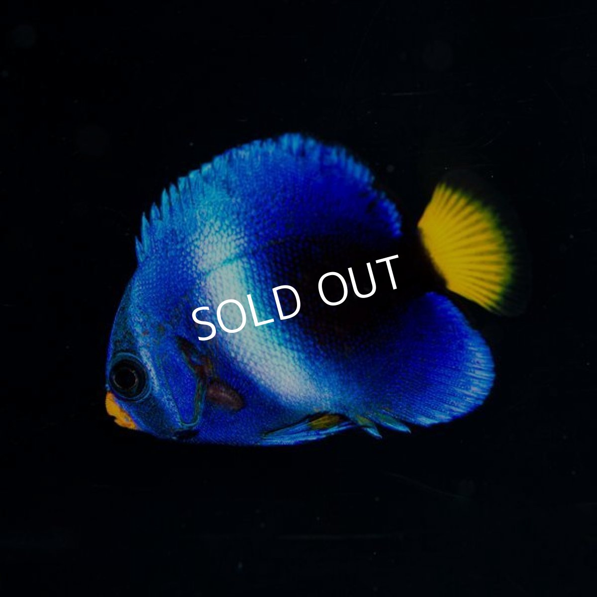 画像2: ウエストアフリカンエンゼル（アフリカヌス）ブルー No.1 (2)