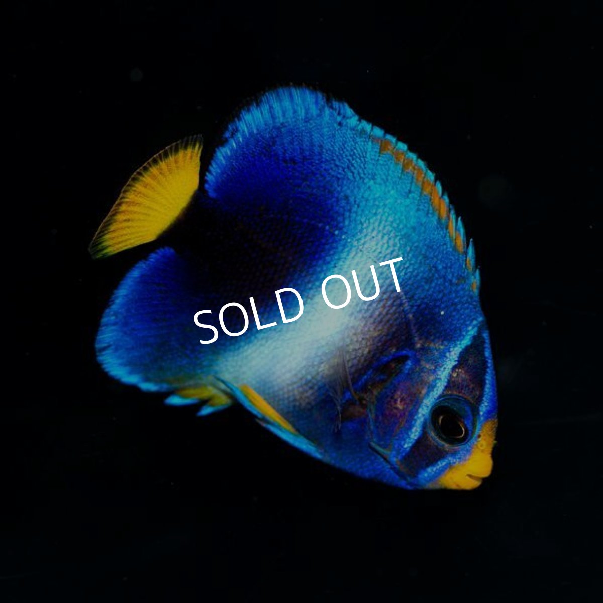 画像2: ウエストアフリカンエンゼル(アフリカヌス)ブルー No.2 (2)