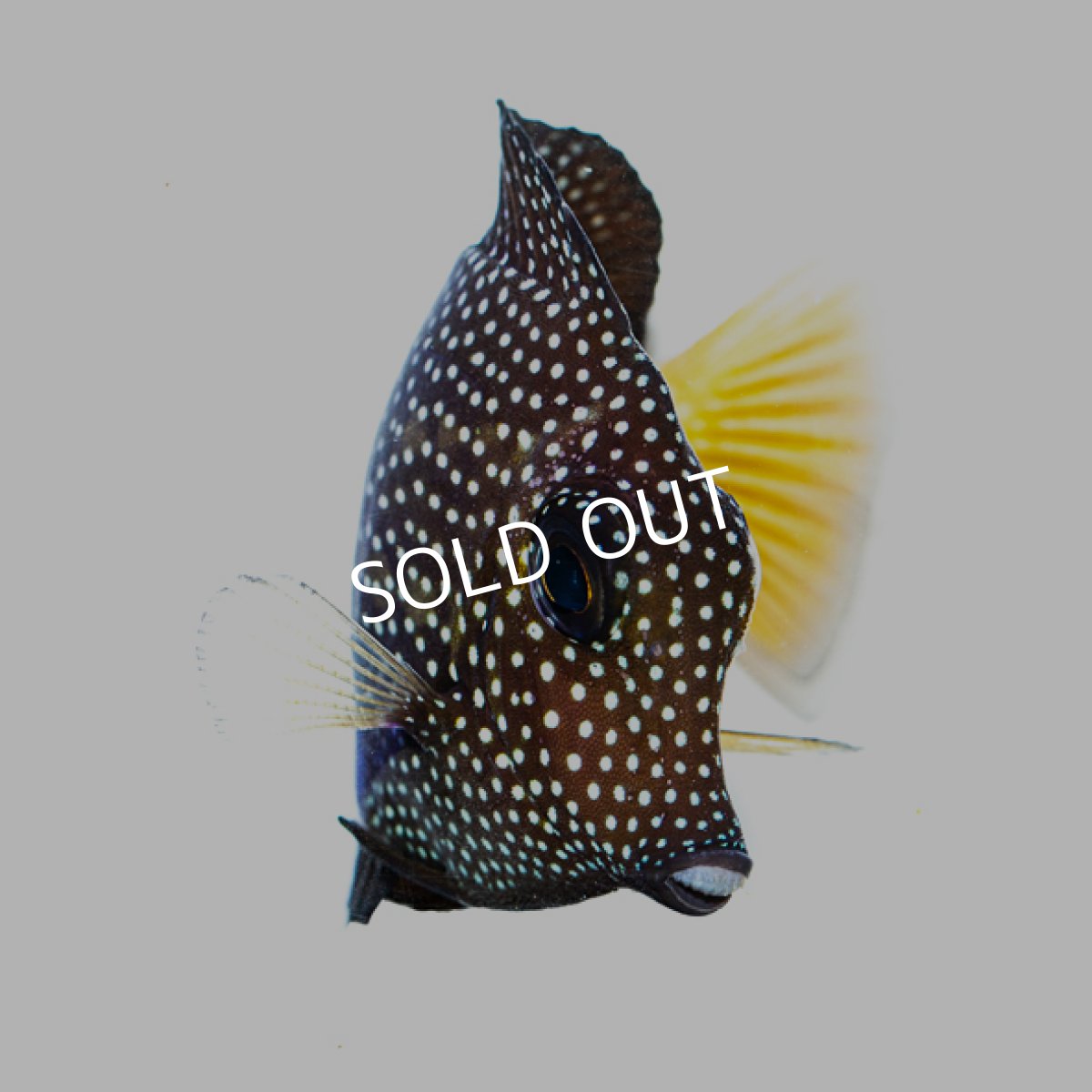 画像2: ジェムタン No.1 (2)