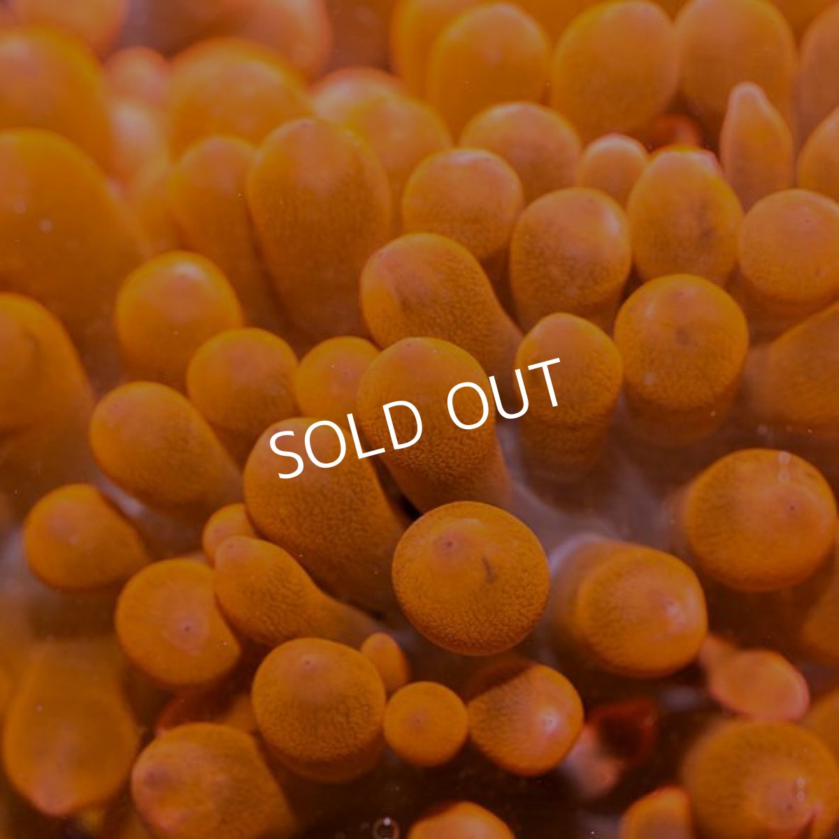 画像2: 八重山産　タマイタダキイソギンチャク　レッド (2)