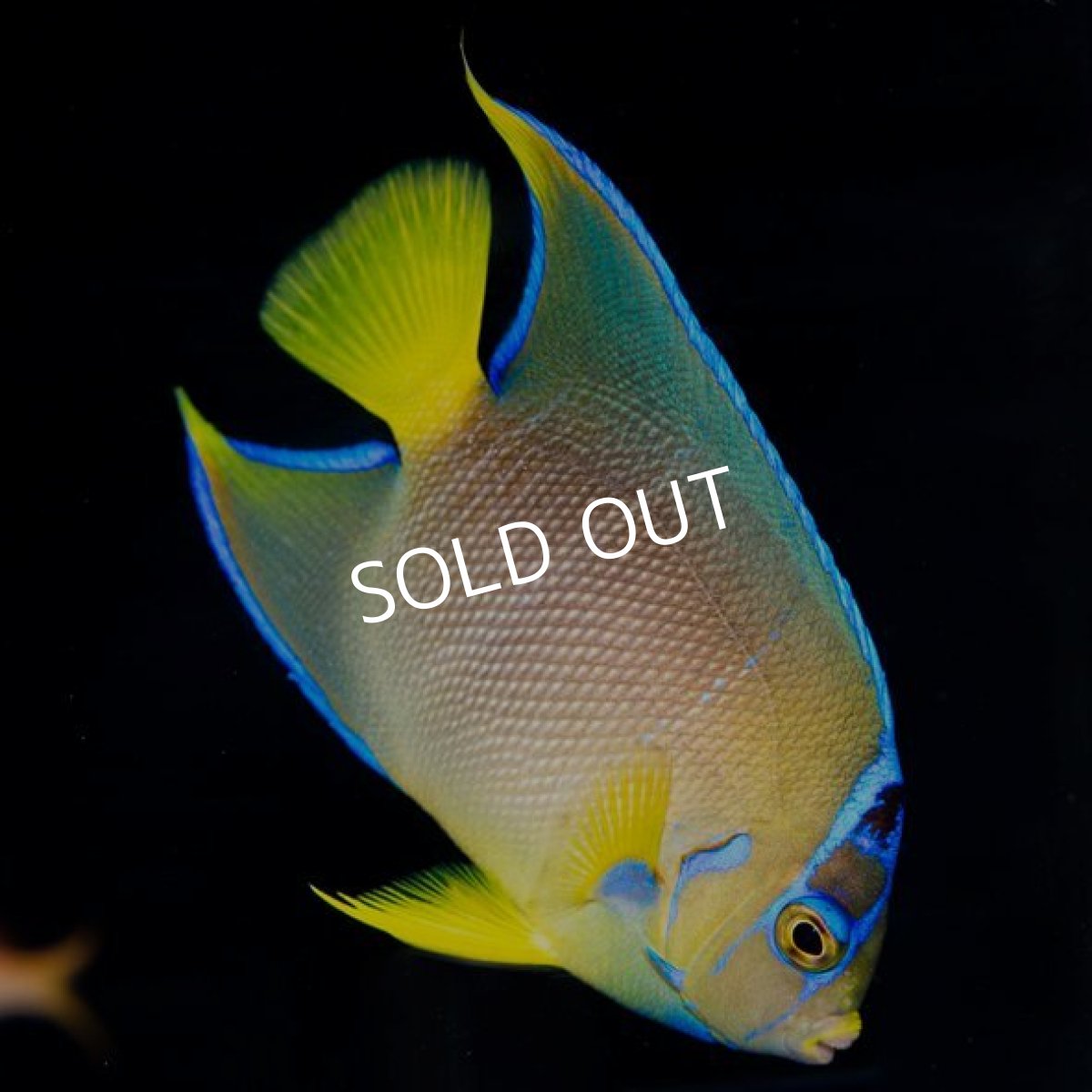 画像2: ブルーエンゼル (2)