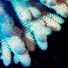 画像2: CDU Acropora sp. Ultra No.188 (2)