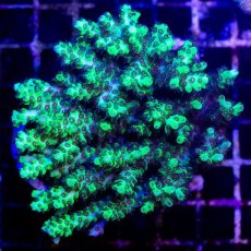 画像1: CDU Acropora sp. Ultra No.182 (1)