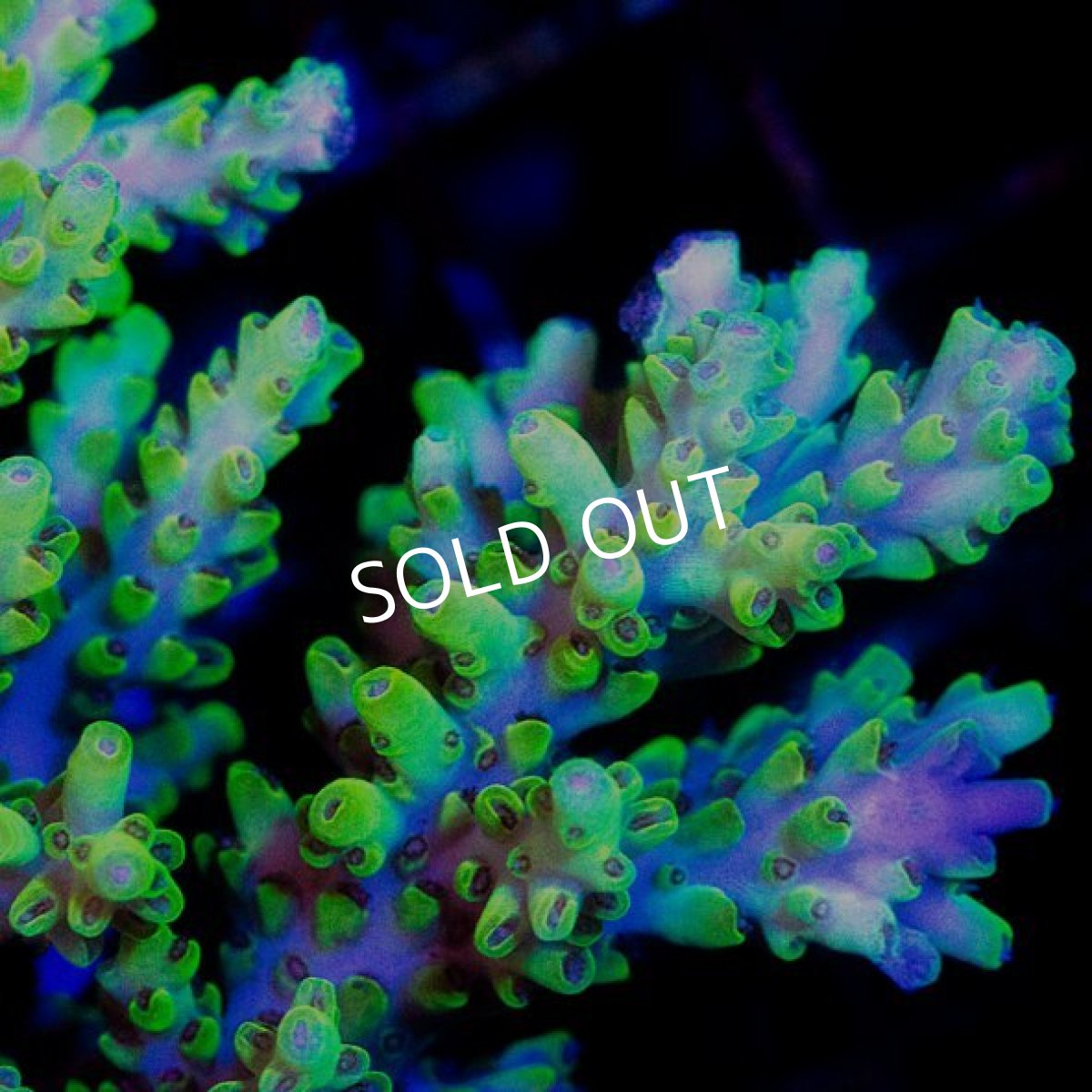 画像2: CDU Acropora sp. Ultra No.199 (2)