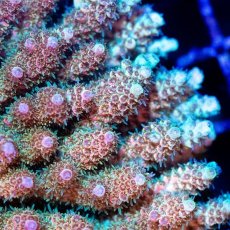 画像2: CDU Acropora sp. Ultra No.194 (2)