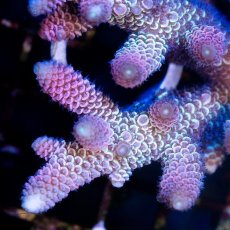 画像2: CDU Acropora sp. Ultra No.181 (2)