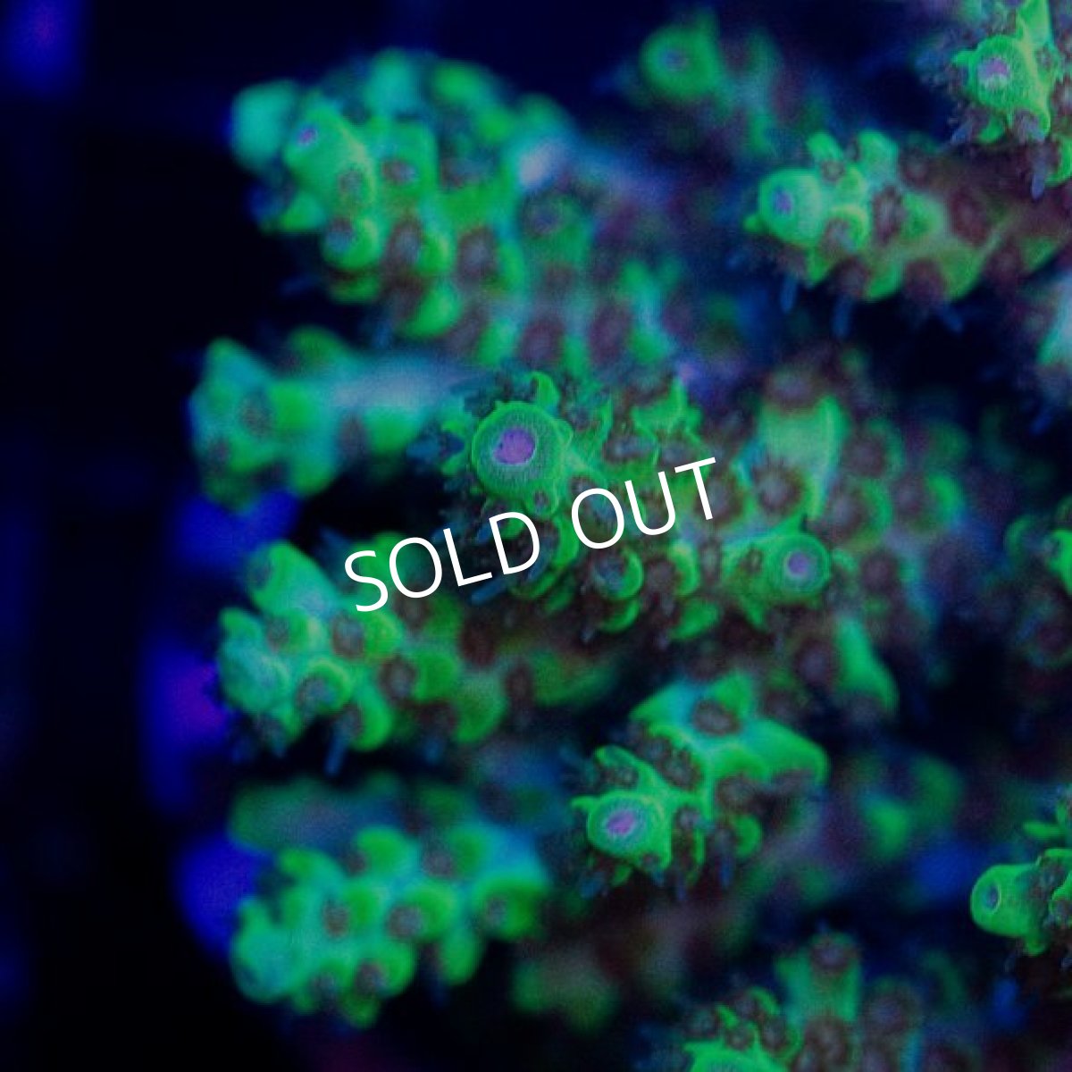 画像2: CDU Acropora sp. Ultra No.182 (2)