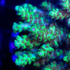 画像2: CDU Acropora sp. Ultra No.182 (2)