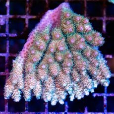 画像1: CDU Acropora sp. Ultra No.194 (1)