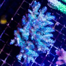 画像1: CDU Acropora sp. Ultra No.185 (1)