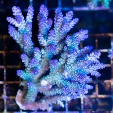 画像1: CDU Acropora sp. Ultra No.183 (1)