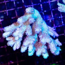 画像1: CDU Acropora sp. Ultra No.198 (1)