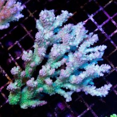 画像1: CDU Acropora sp. Ultra No.197 (1)