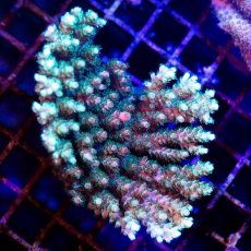 画像1: CDU Acropora sp. Ultra No.193 (1)