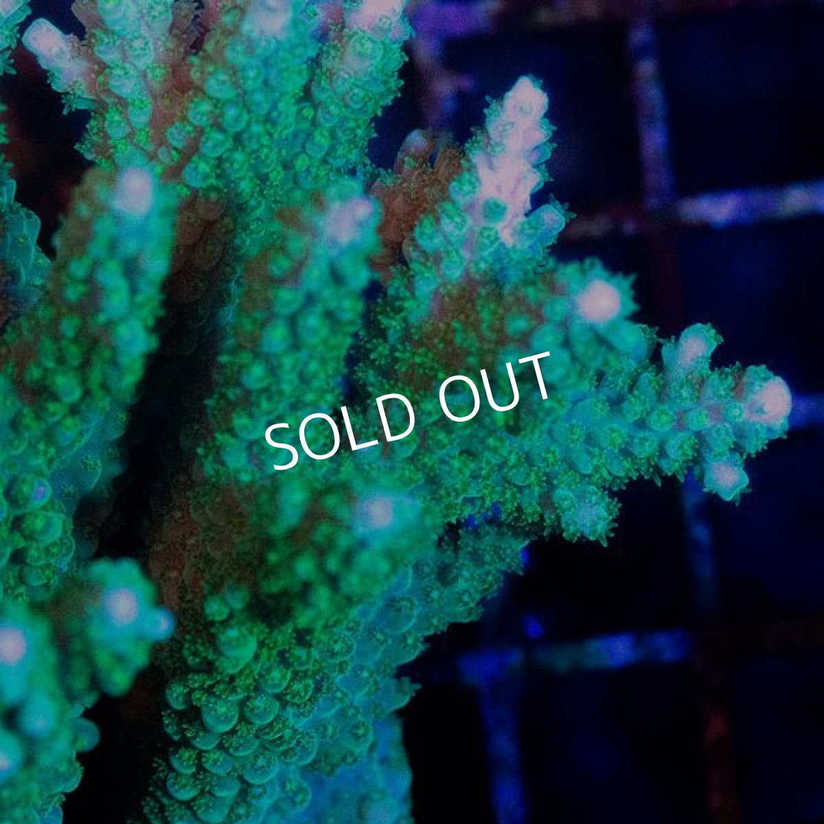 画像2: CDU Acropora sp. Ultra No.192 (2)