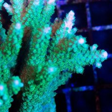 画像2: CDU Acropora sp. Ultra No.192 (2)