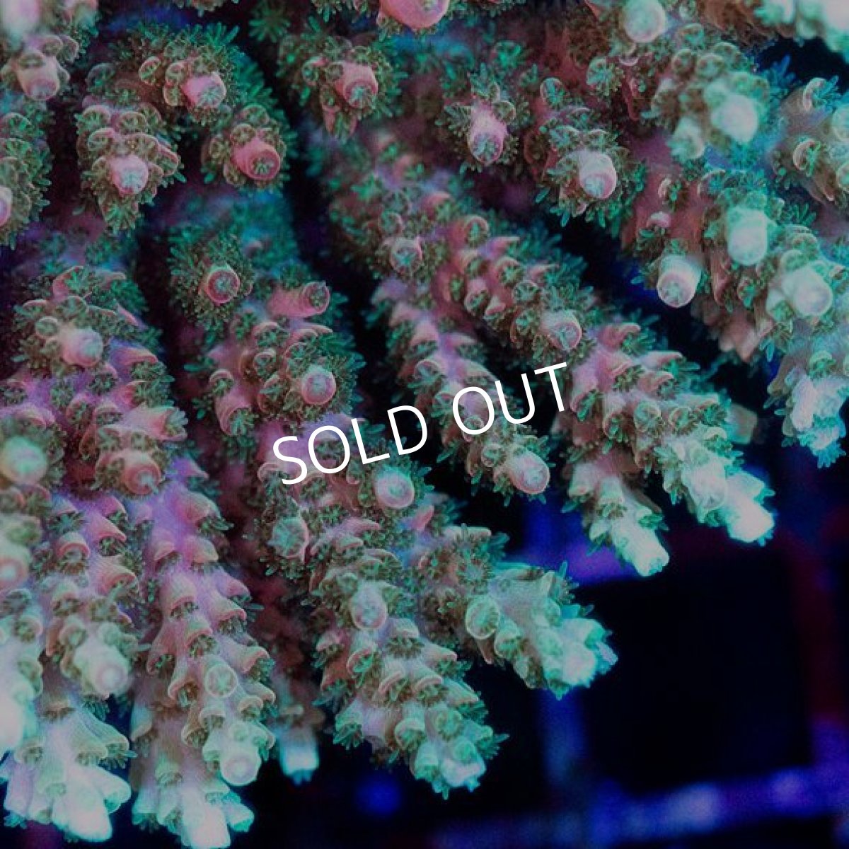 画像2: CDU Acropora sp. Ultra No.193 (2)