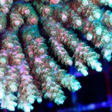 画像2: CDU Acropora sp. Ultra No.193 (2)