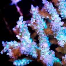 画像2: CDU Acropora sp. Ultra No.197 (2)