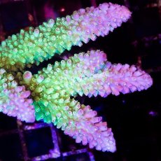 画像2: CDU Acropora sp. Ultra No.186 (2)