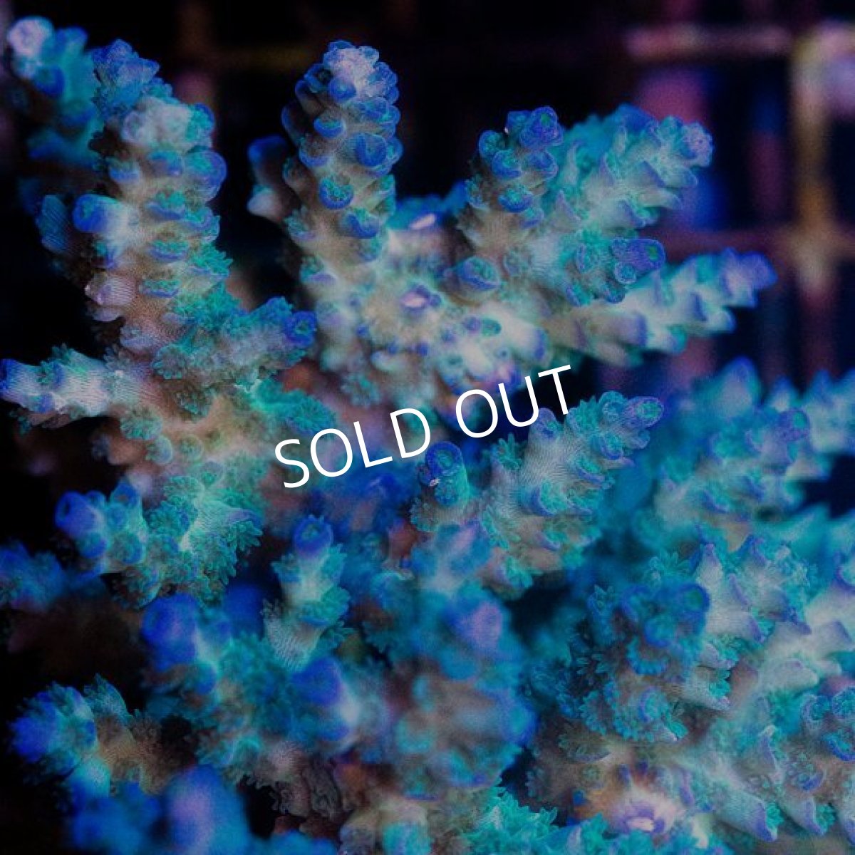 画像2: CDU Acropora sp. Ultra No.185 (2)