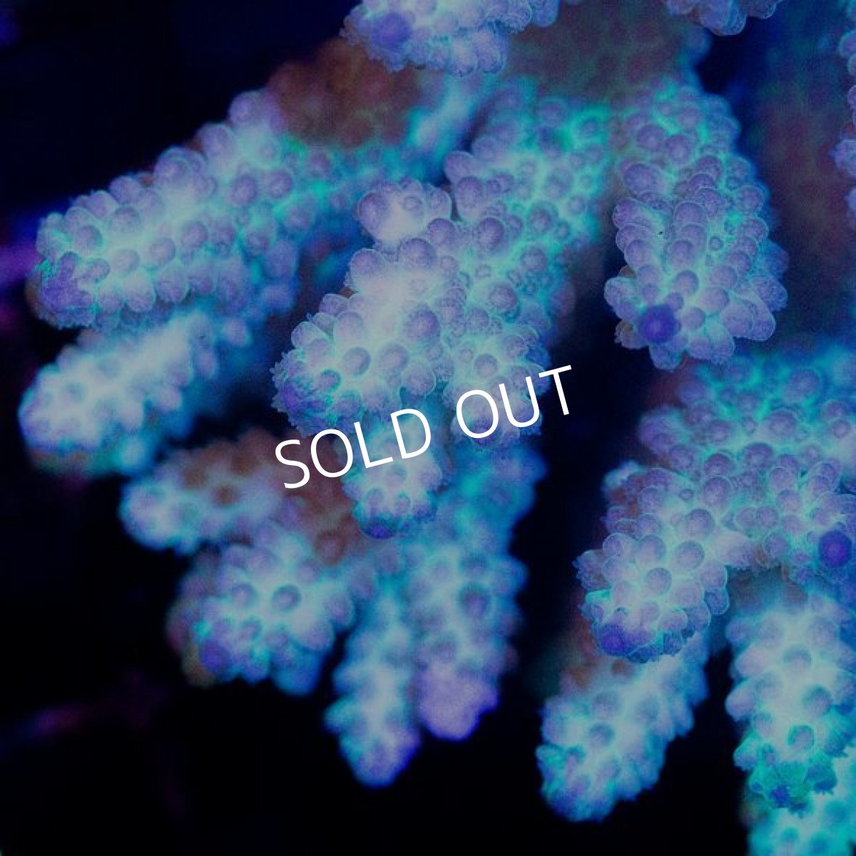 画像2: CDU Acropora sp. Ultra No.198 (2)