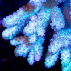 画像2: CDU Acropora sp. Ultra No.198 (2)