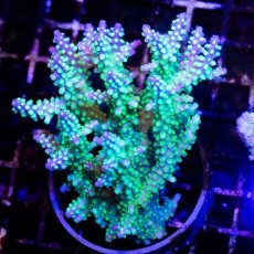 画像1: CDU Acropora sp. Ultra No.180 (1)