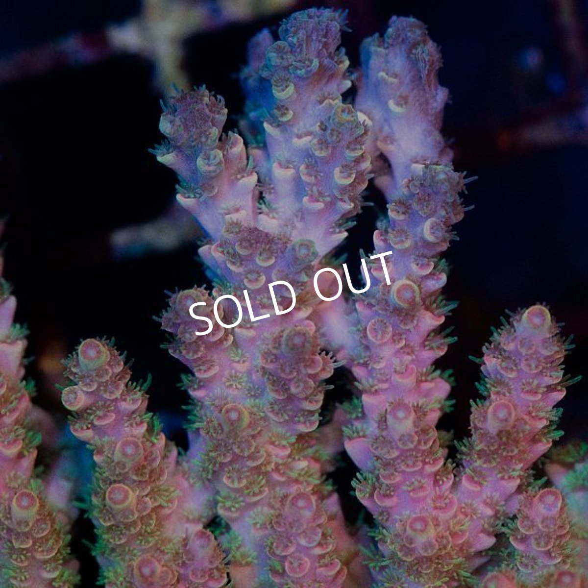 画像2: CDU Acropora sp. Ultra No.191 (2)